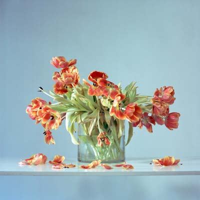 tulips photography c Philipp Kreidl